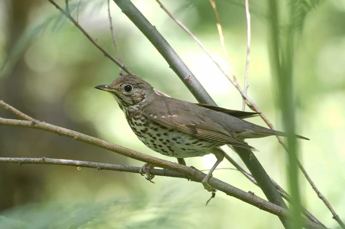 Певчий Дрозд. Дрозд певчий птица. Певчий Дрозд (turdus philomelos). Сибирский Дрозд.