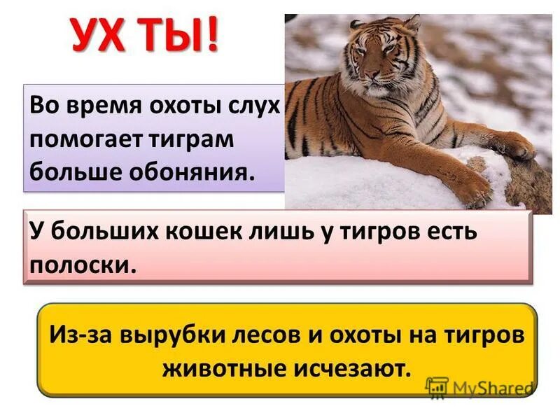 центр амурский тигр владивосток. тигр кормит тигрят. помоги тигру. человек по имени тигр. помоги тигру.