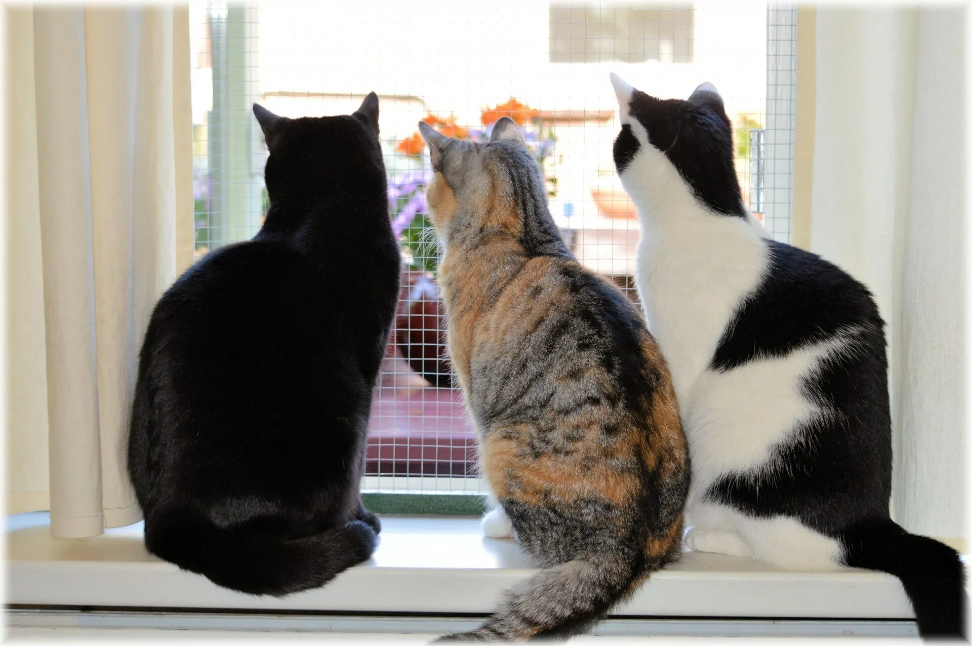 Кошки на окошке. Три кошки дома. Уютные коты. Деревенская кошка. Фото три кошки друг на друге.
