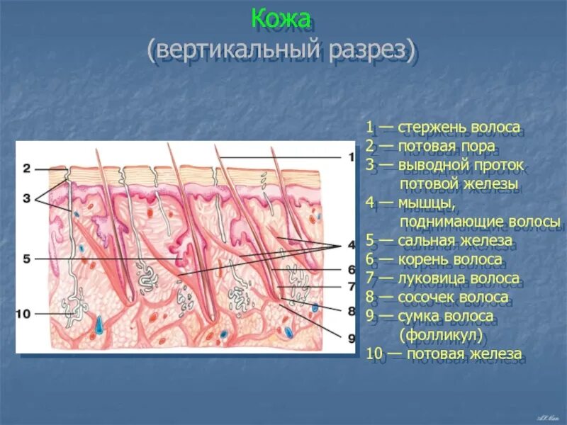 Где расположены потовые железы и корни волос. Кожа вертикальный разрез. Кожа человека в разрезе.