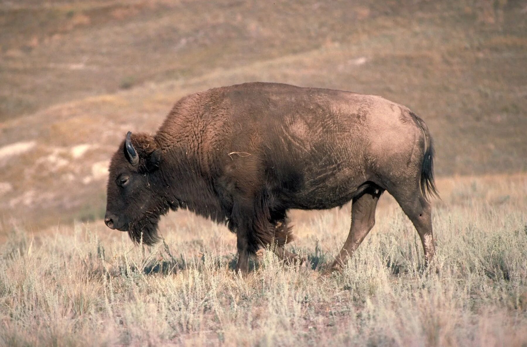 Степи бизонов. Степной Бизон Bison Priscus. Степной Бизон вымерший. Лесная форма американского бизона (Bison Bison).. Bison Priscus короткорогий Северный.