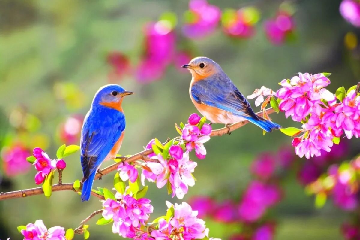 Живые весенние обои на телефон. Красивые птицы. Яркие птицы.
