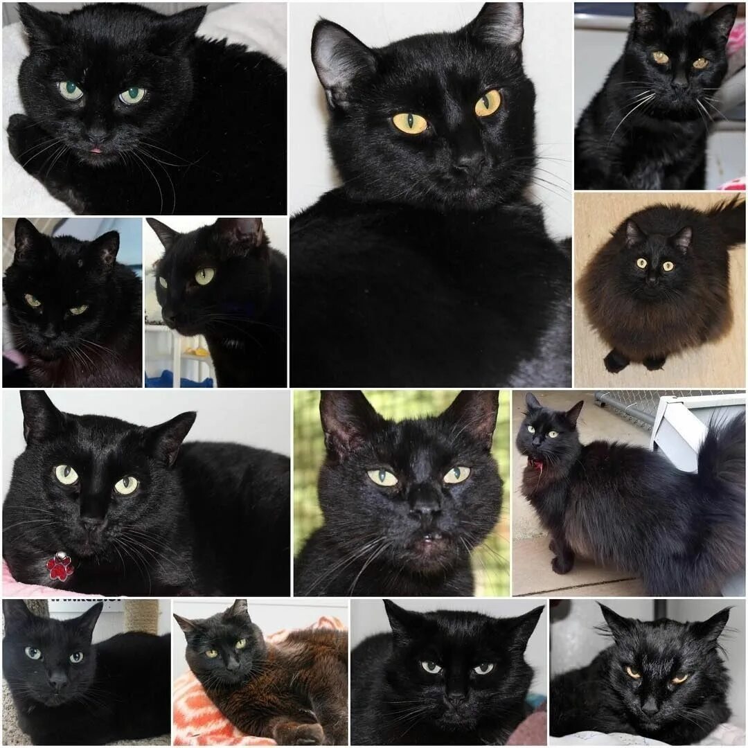 Типаж black cat это. Типаж black cat это