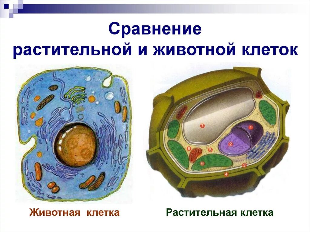Форма клетки растений и животных. Строение клетки растения и животного рисунок. строение растительной и животной клетки без подписей. сравнение клеток растений и животных рисунок. животная клетка и растительная клетка рисунок.