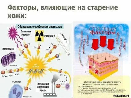 Кожный фактор