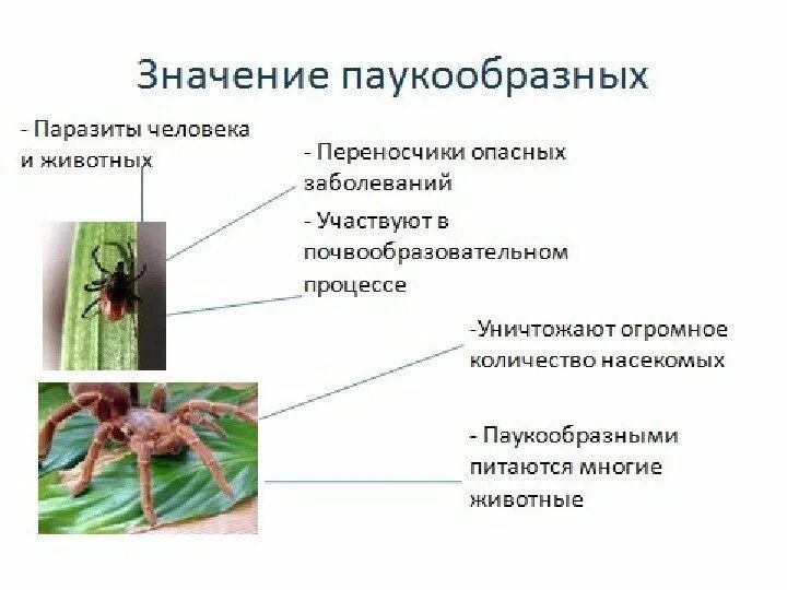 Паукообразные список. Паукообразные паразиты человека. класс паукообразные паразиты. паразитические паукообразные это представители отряда. маленькие представители паукообразных.