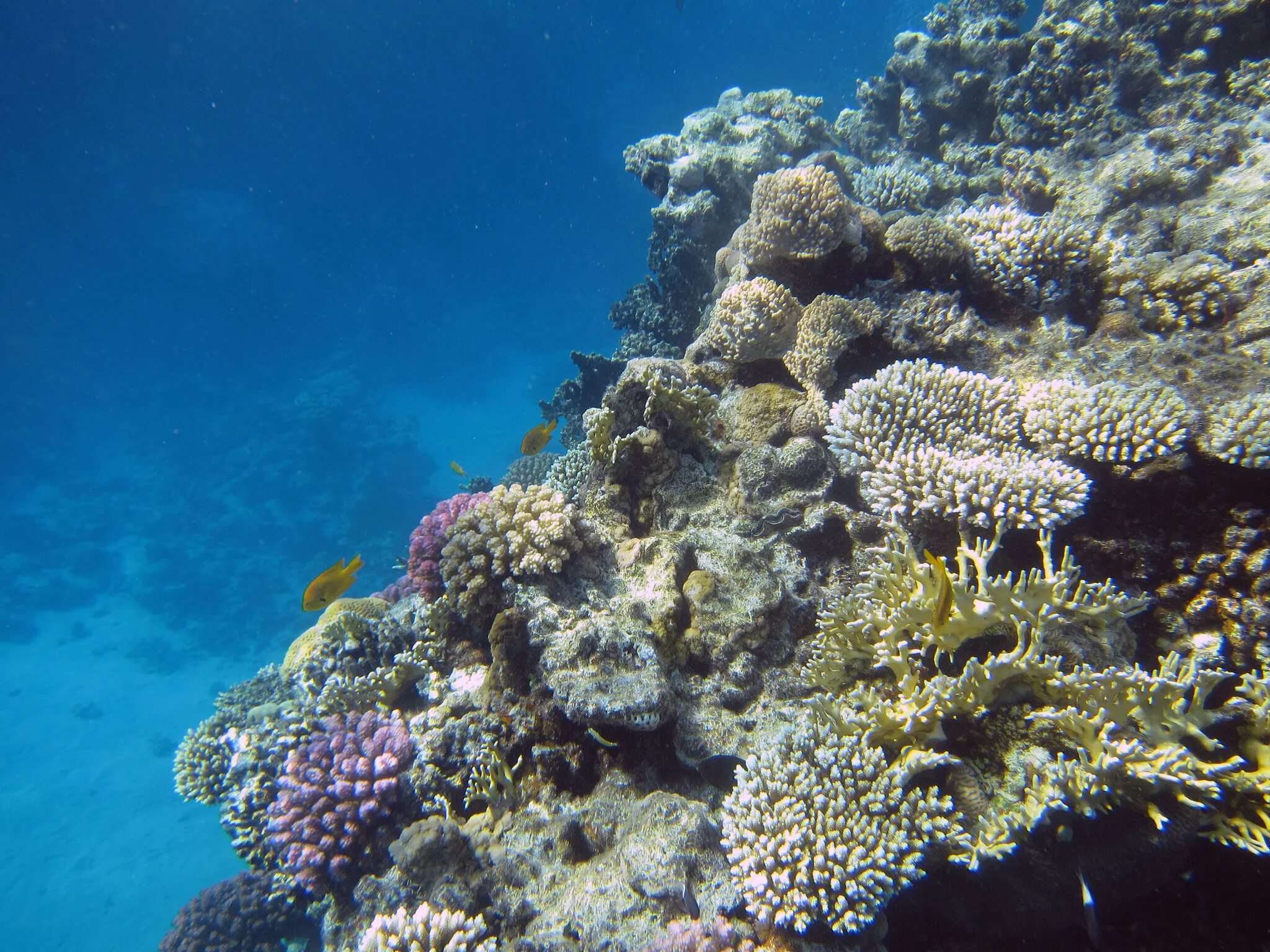Коралловые рифы описание. Рас Мохаммед риф. Рас Мохаммед коралловые рифы. Коралловый риф в Шарм Эль Шейхе. Национальный парк рас-Мохаммед.