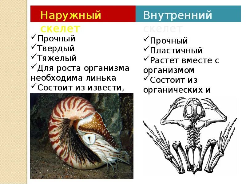 Наружный скелет. Наружный и внутренний скелет. Наружный скелет животных. Внешний скелет и наружный. Наружный скелет представители