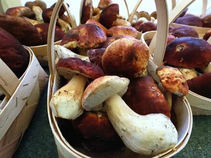 Collecting mushrooms