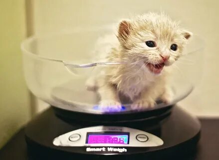 Котенок весы
