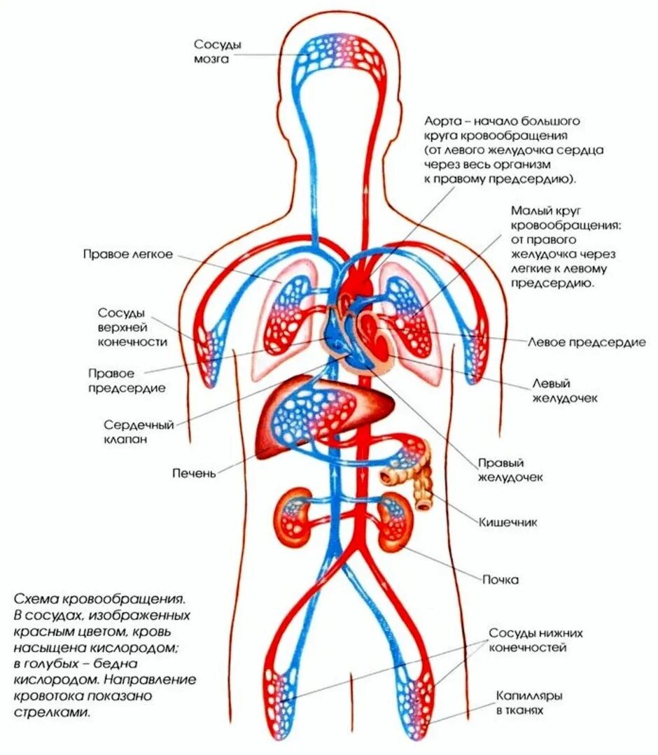 Какие компоненты входят в систему кровообращения. Кровообращение человека кровеносная система схема. схема кровотока в организме человека. схема артериальной системы кровообращения человека. кровеносная система человека схема круги кровообращения.
