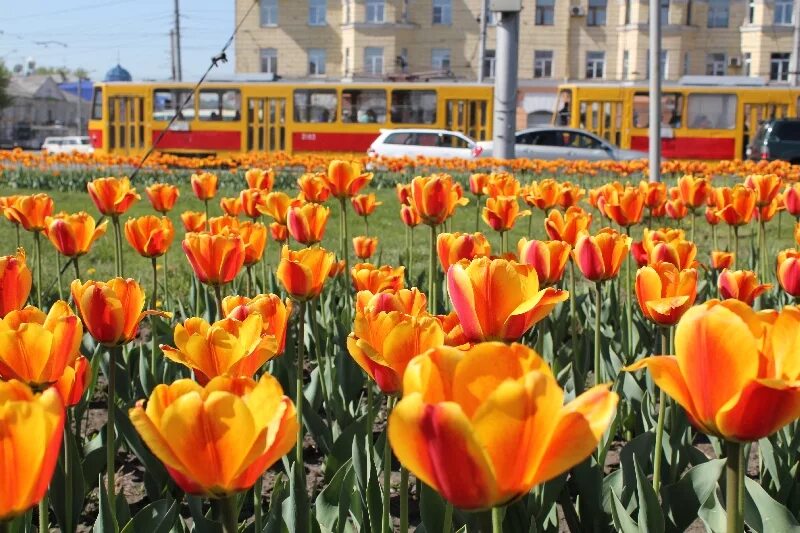 Тюльпаны нижнекамск. Тюльпаны в городе. Тюльпаны на клумбах города. Цветочные клумбы Барнаула. Тюльпаны в городском озеленении.