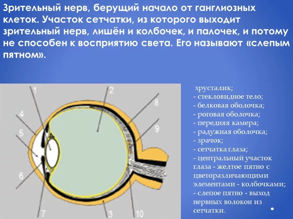 Слепое пятно расположено в месте где. Зрительный анализатор слепое пятно. Место выхода глазного нерва. Слепое пятно это место выхода зрительного нерва. Сетчатка и зрительный нерв.