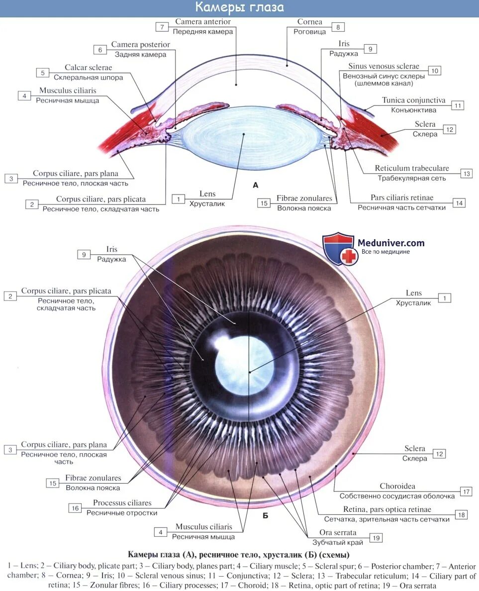 Строение глаза радужка оболочка. Роговица радужка зрачок строение. Строение глаза анатомия ресничное тело. Радужка глаза строение анатомия. Особенность строения радужки какую функцию она выполняет