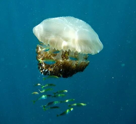 Медузы на пхукете сейчас. Опасные медузы на Пхукете. Гребневики медуза Пхукет. Медузы в Тайланде на Пхукете. Медузы в Тайланде на Пхукете опасные.