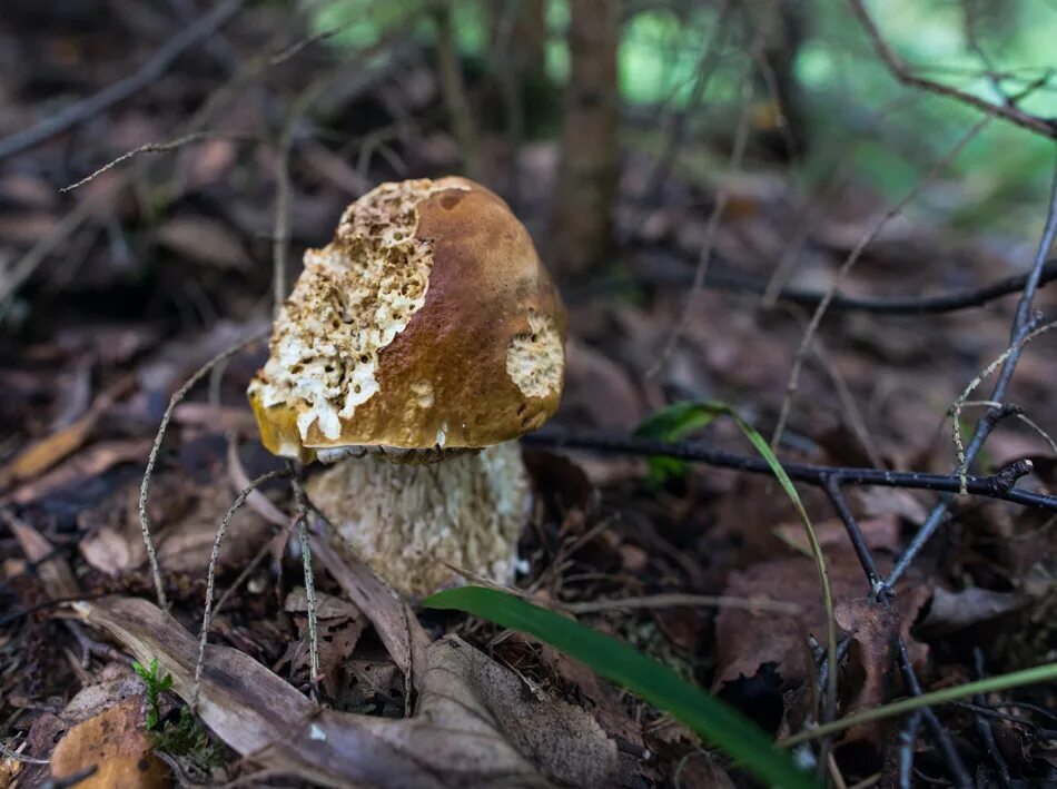 гриб липовик. съедобные грибы забайкальского края. съедобные грибы забайкалья. съедобные грибы забайкалья. съедобные и несъедобные грибы в забайкалье.