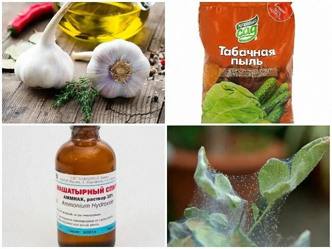 Обработка огурцов от паутинного клеща в теплице. Нашатырь от паутинного клеща на огурцах. Нашатырь от паутинного клеща на огурцах. Нашатырь от паутинного клеща на огурцах. Нашатырь от паутинного клеща на огурцах.