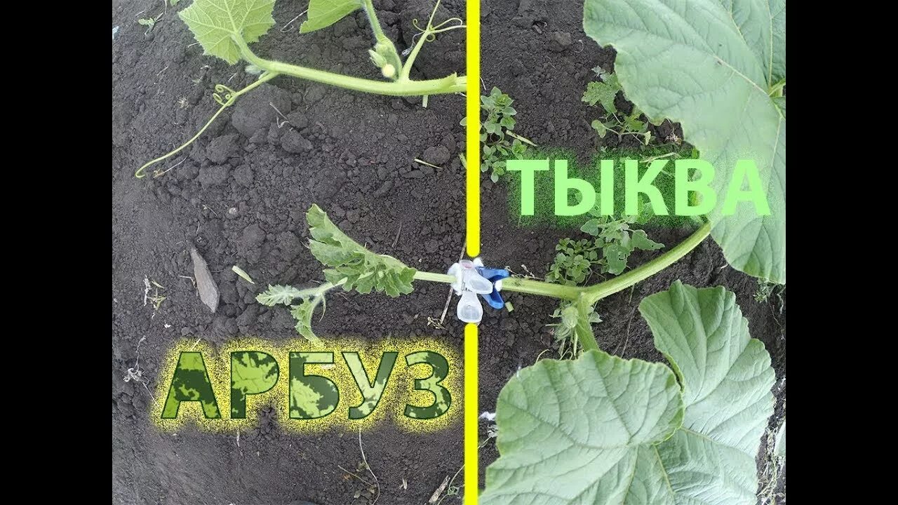 На какую тыкву прививают арбуз. Прививка арбуза. прививка арбузов на лагенарию. привить арбуз на тыкву. прививка огурцов на тыкву.