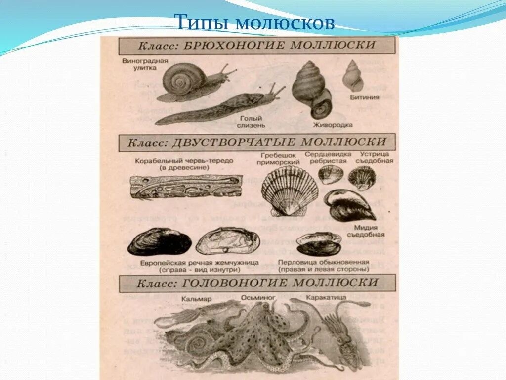 Сравнительная характеристика классов моллюсков. Таблица по биологии Тип моллюски. Тип моллюски характеристика классов. Таблица брюхоногие моллюски двустворчатое головоногие моллюски.