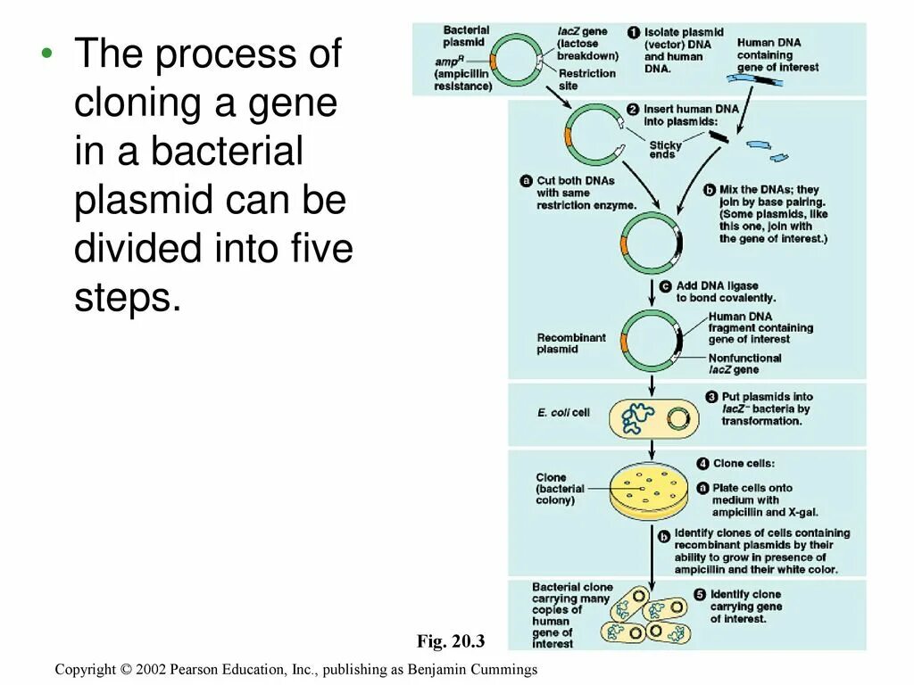 Клонирование плазмиды. Cloning process. Клонирование ДНК. Cloning of bacteria. Bacterial Cloning scheme.