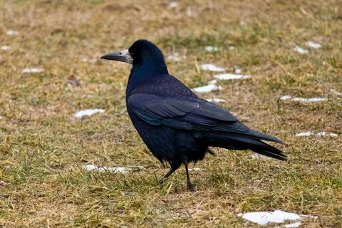 Грач подходит