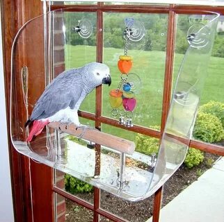 Купалка для кореллы