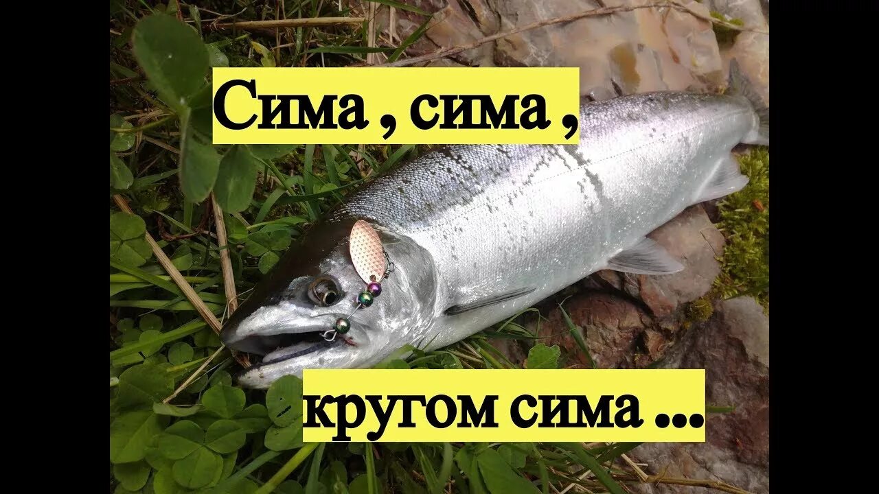 Троллинг симы. Приколы про симу. троллинг симы в приморском крае. приманка cherry salmon. сима приколы.