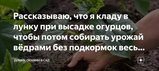 Что положить в лунку при посадке огурца. Что класть в лунку при посадке огурцов. Посадка огурцов в лунки. Что класть в лунку при посадке огурцов в теплице рассадой.