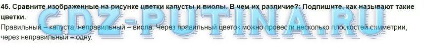 Сравните изображенные на рисунке. Сравните на рисунке цветы капусты и виолы.