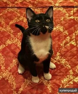 Кот барсик 900 котенок белый 210
