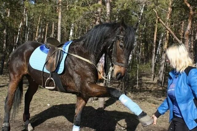 КСК Гармония Челябинск. Конный клуб Гармония Челябинск. Рифей Челябинск конный. КСК Гармония Челябинск конюшня. Кск гармония