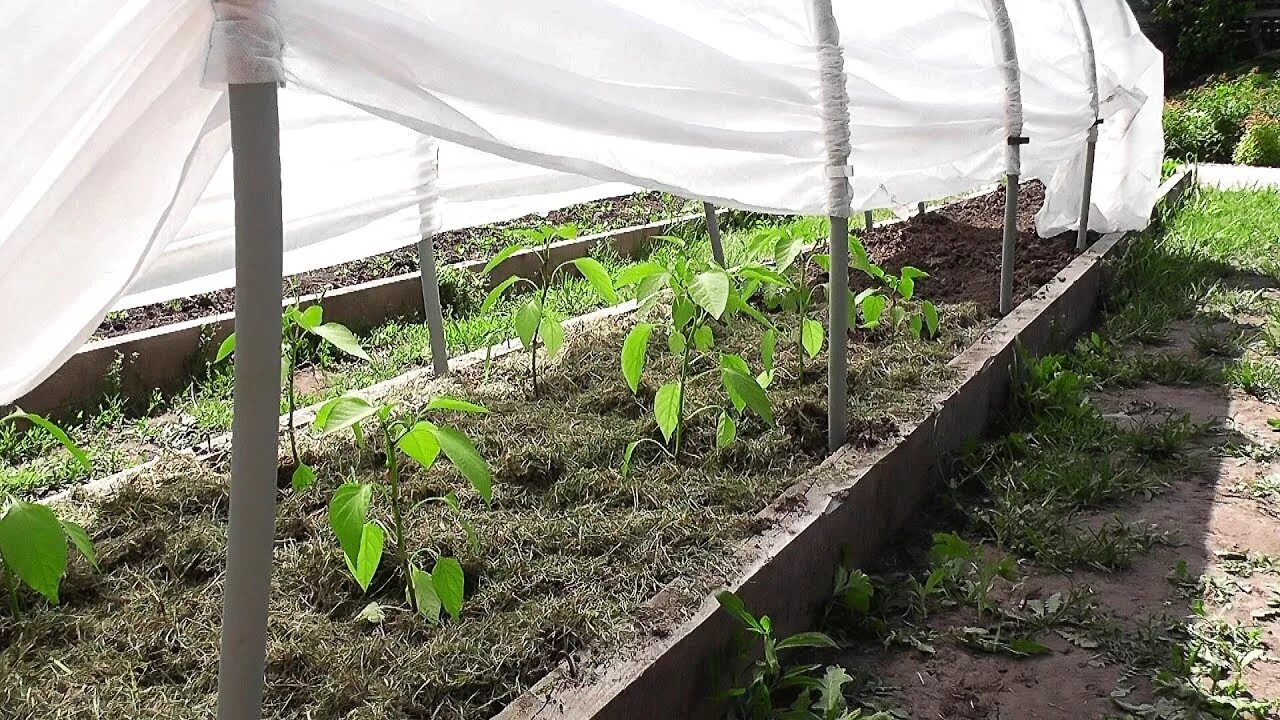 Можно ли перец сажать в открытый грунт. Грядка под перец в открытом грунте. Укрытие перца в открытом грунте. Укрытия для рассады в грунте. Грядки для перца в открытом.