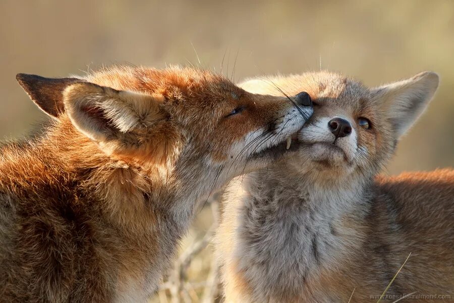 Лисы любовь. Обнимашки с лисой. Целую лисичку. Лисы любовь. Две лисы.