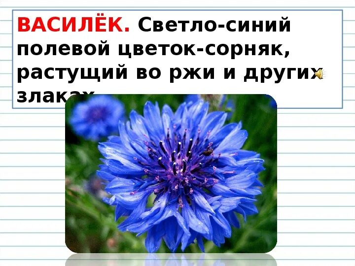 Василек синий текст. Слово Василек. Василек лексическое значение. Васильки текст. Тип питания василька.