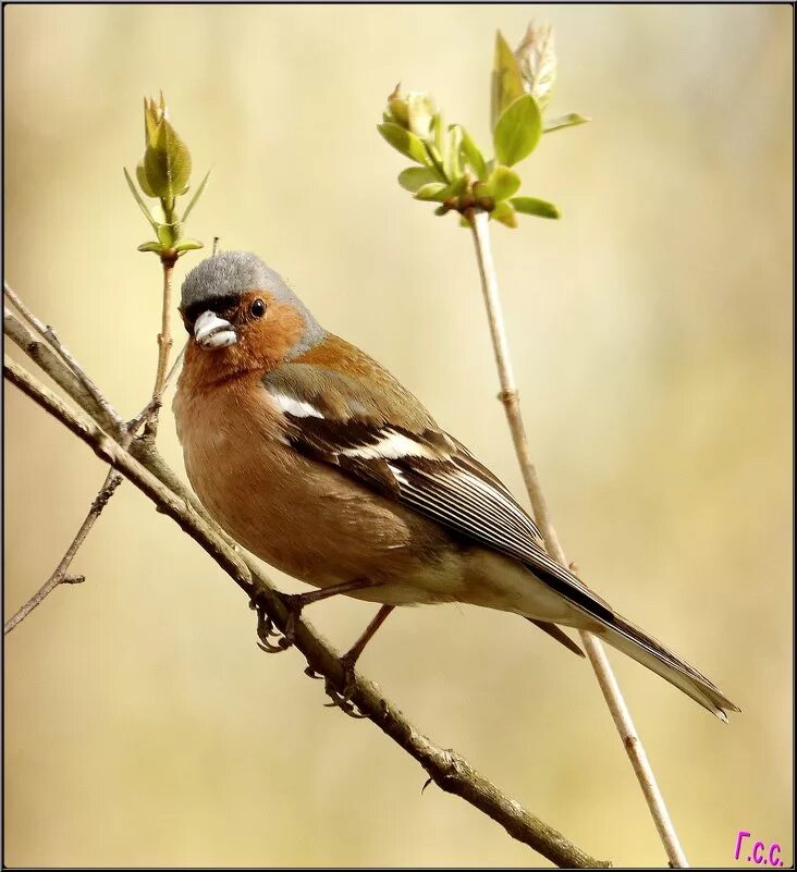 зяблик щегол. щегол на ветке. зяблик птичка певчая. мама зяблика. зяблик чиж щегол фото.