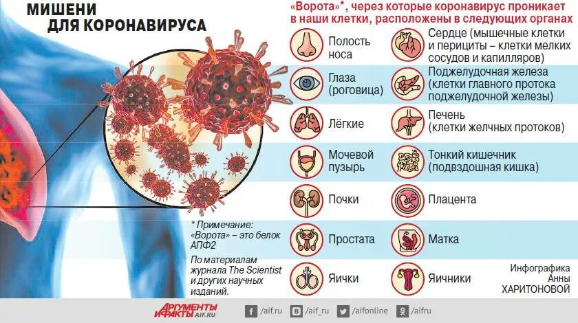 Организм после вируса. Органы мишени коронавируса. Коронавирус органы поражения. Клетки мишени для коронавирусной инфекции.