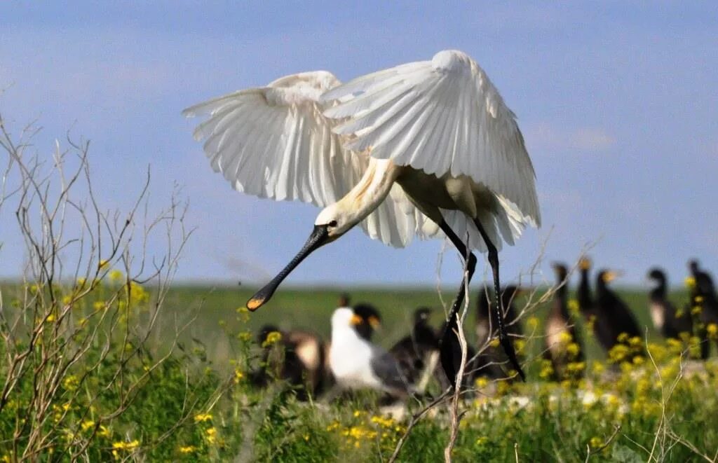заповедник диких мустангов ростовская. мустанги целуются заповедник ростовский фото. маныч-гудило озеро лошади. про ростовский заповедник. цветущая степь донской край.