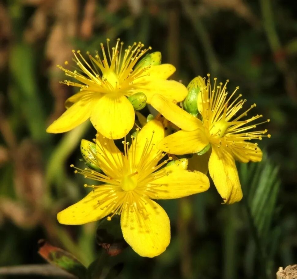 Зверобой пятнистый четырехгранный. Зверобой пятнистый (Hypericum maculatum Crantz). Зверобой продырявленный (четырехгранный). Зверобой пятнистый