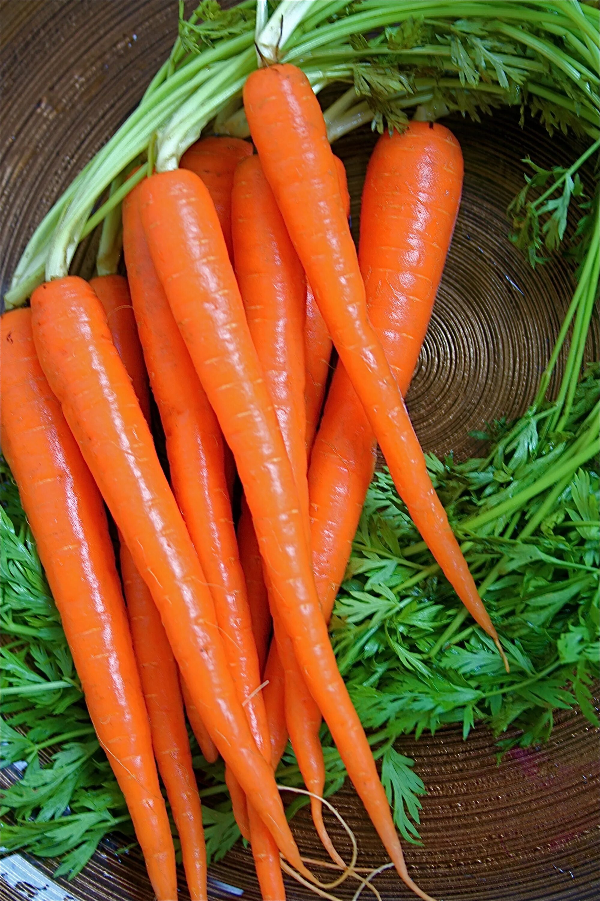 Морковь овощ