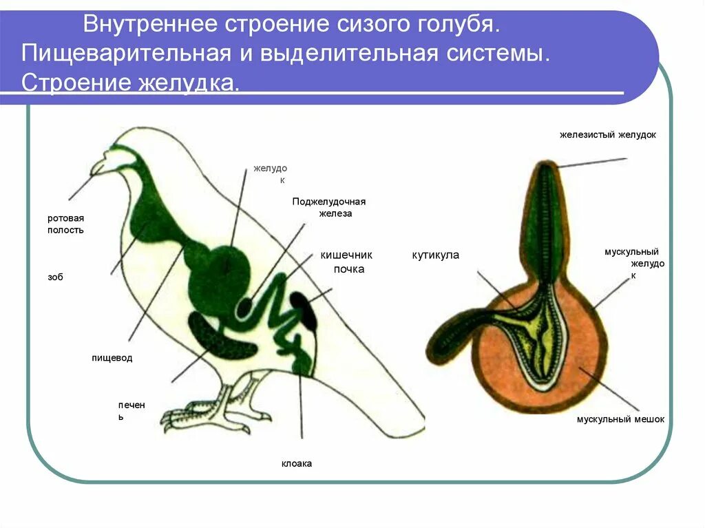 Пищеварительные железы птиц. Пищеварительная система сизого голубя. Пищеварительная, выделительная и половая система птиц. Строение пищеварительной системы птиц. Строение пищеварительной системы утки.