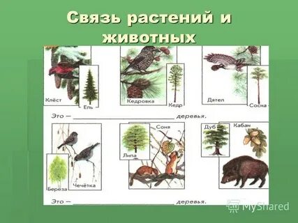Пример связи между различными животными