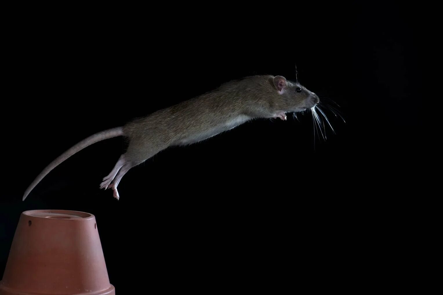 Крыса через. Серая крыса rattus norvegicus. крыса прыгает. прыгучие крысы. крыса в прыжке.
