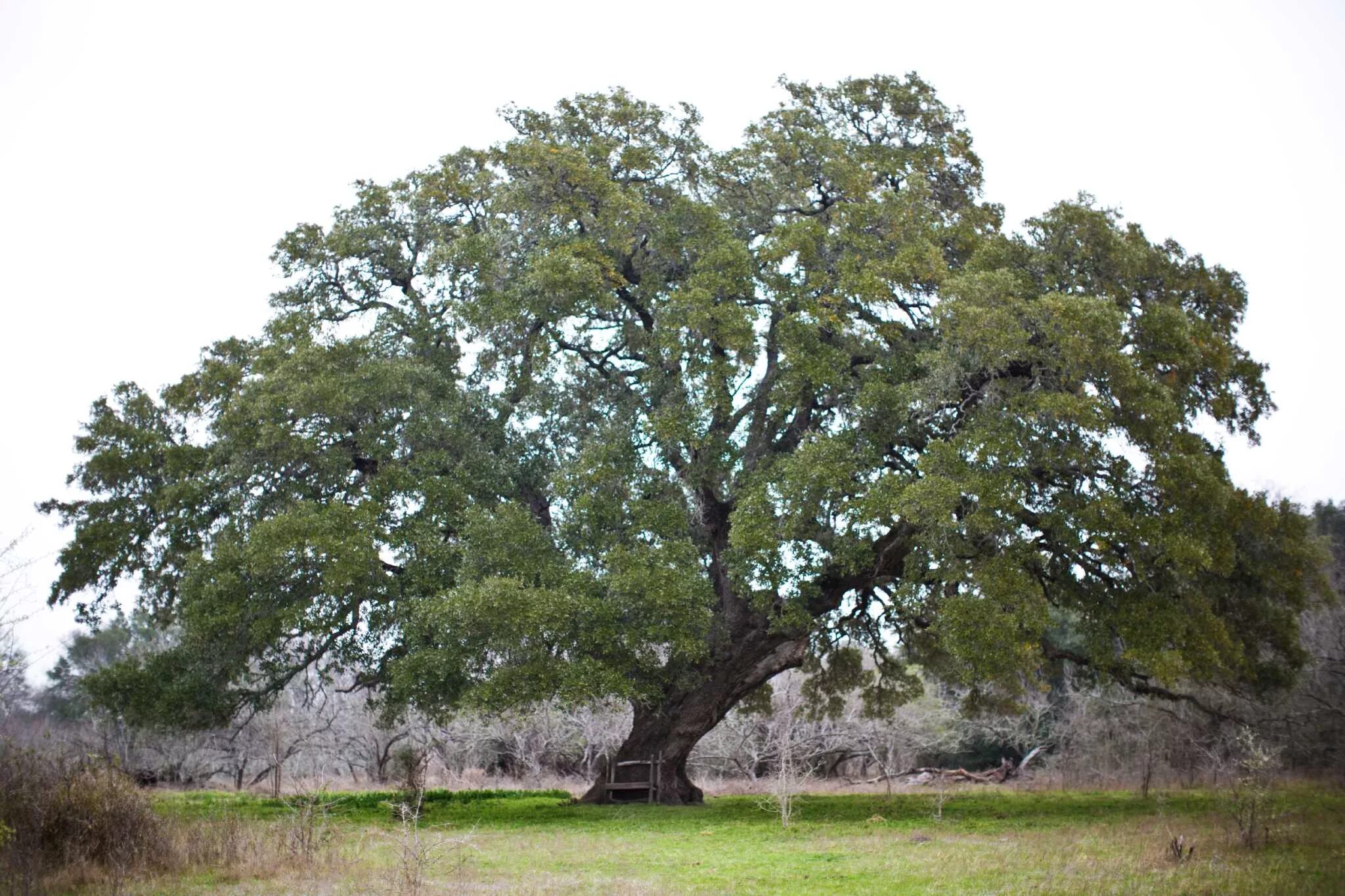 Centuries trees