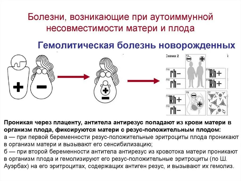 Болезни несовместимости матери и плода. Патогенез несовместимости крови матери и плода. Патогенез гемолитической болезни плода. Резус фактор болезни