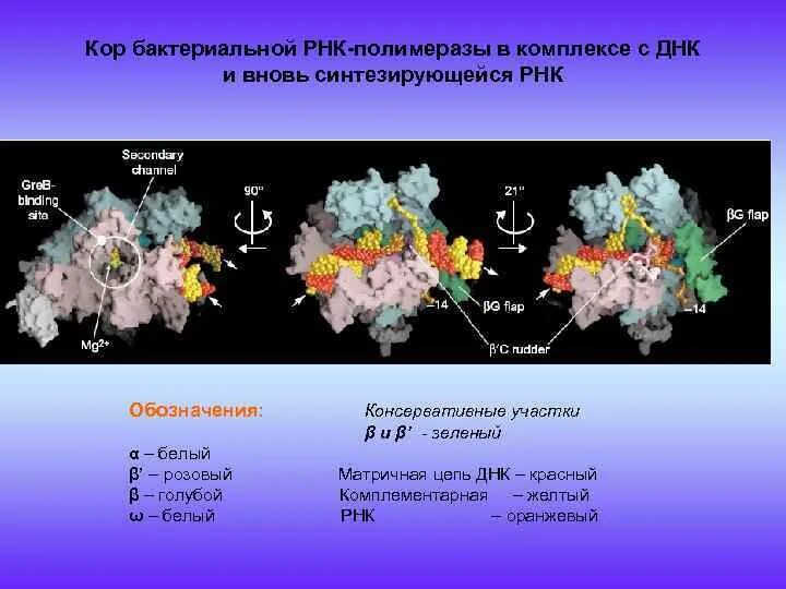 Транскрипция РНК полимераза. РНК полимеразы бактериальные. Бактериальная РНК полимераза. ДНК-зависимая РНК-полимераза.