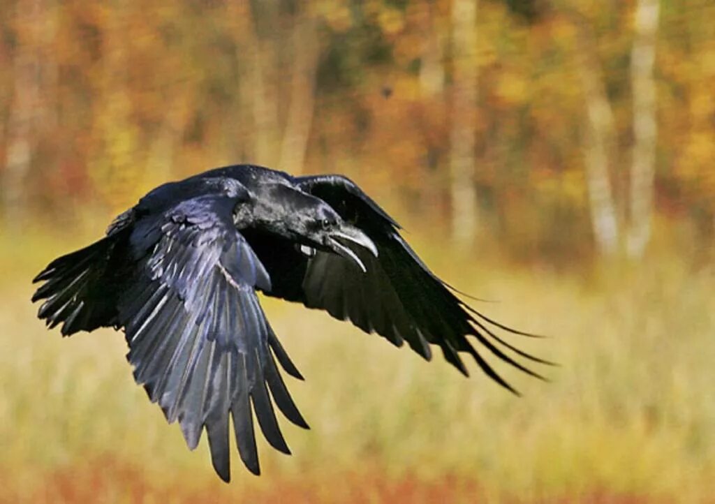 Ворона сорока галка. Куда улетает ворона. Вороны взлетают. Ворона. Грачи улетели.