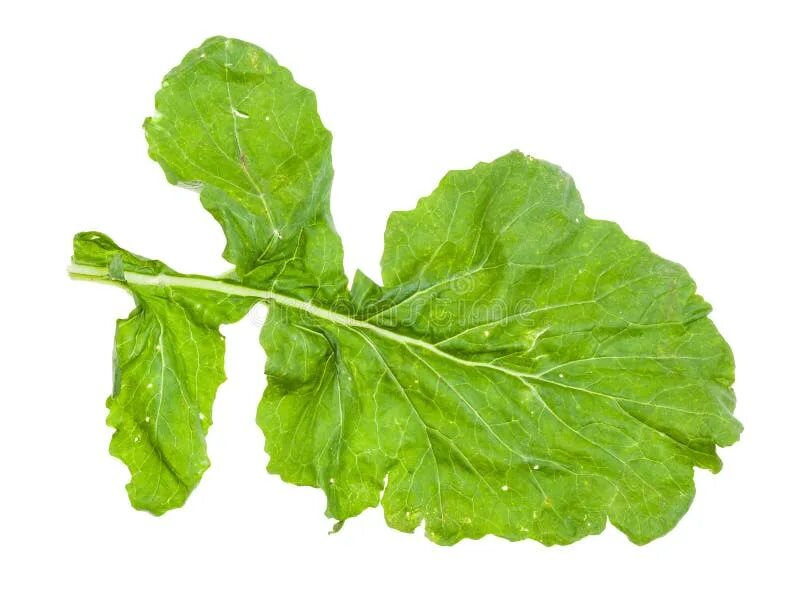 Листья репы. Ботва сахарной свеклы. Листья репы. Репа (brassica rapa). Листья репы.