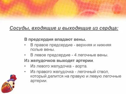 В какую ткань не заходят сосуды