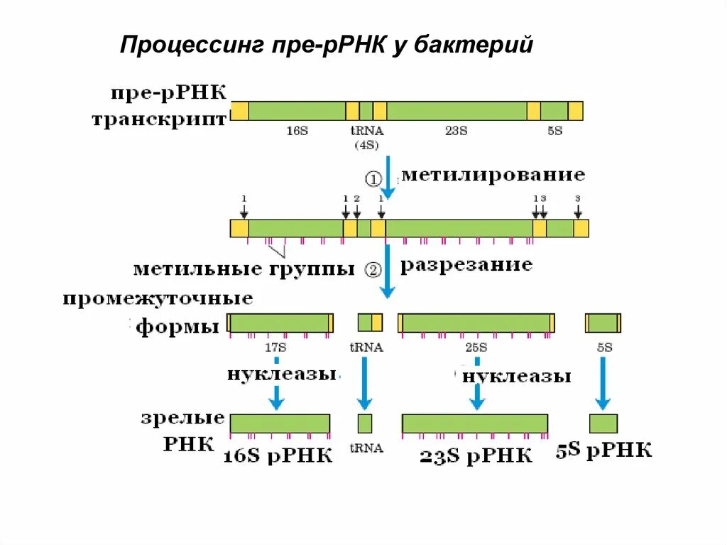 Секвенирование Гена 16s РРНК. Процессинг РРНК У прокариот. Процессинг РНК У эукариот. Синтез и процессинг РРНК. Процессинг синтез