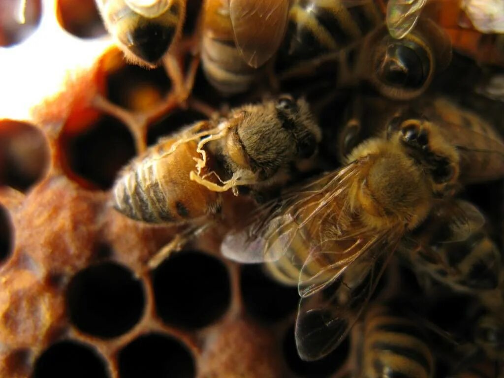 Как еще называют болезнь пчел. Расплод пчел пораженный варроатозом. Варроатоз болезнь пчел.